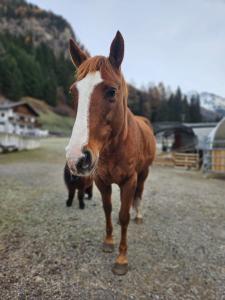 a brown and white horse standing in a field at Bauernhof Haus Sturm in Jerzens