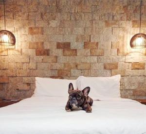 a small dog sitting on top of a bed at Villa Ayê Socorro SP - Pousada Petfriendly in Socorro +29 photos