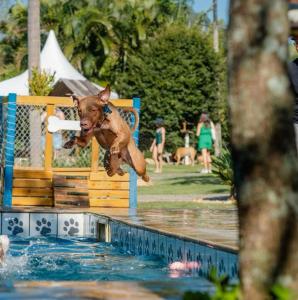 a dog jumping into a pool with a frisbee in its mouth at Villa Ayê Socorro SP - Pousada Petfriendly in Socorro