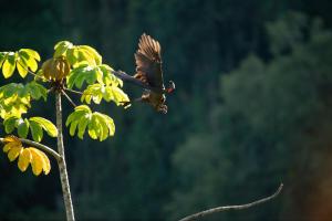 a bird flying in the air near a tree at Vista cascada lodge in San Isidro de El General