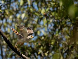 a bird is perched on a tree branch at Vista cascada lodge in San Isidro de El General