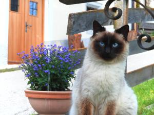 a black and white cat sitting next to a potted plant at Hanslmoar Hof in Colli in Pusteria