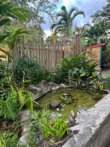a garden with a pond in front of a wooden fence at Le MORNE Aux F0US Cabanes & Jardin Tropical in Deshaies