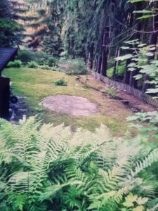 a garden with lush green plants and a fence at Abenteuerurlaub im Tannenwald in Ilmenau
