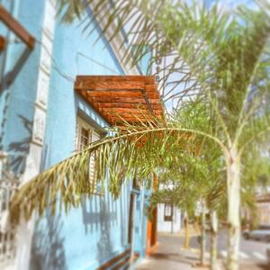 a palm tree in front of a blue building at Hotel Cadore in Bauru