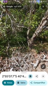 a screenshot of a picture of a tree at Camping da silmara g in Camocim