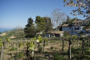 Blick auf einen Weinberg mit einem Haus im Hintergrund in der Unterkunft PODERE Sant'Anna B&B -Bambù room in Atri