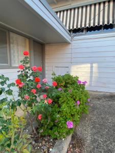 a bush of red and purple flowers in front of a house at Bacchus Marsh Caravan Park in Bacchus Marsh