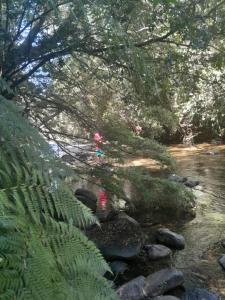 a river with trees and rocks in a forest at Cabaña borde rio in Pucón +3 photos