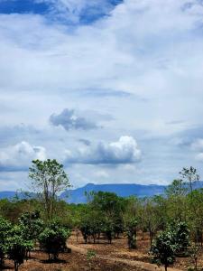a field with trees and a cloudy sky at Kiyanshi Farm in Murbād +6 photos