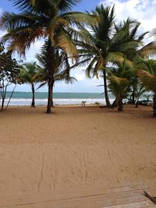 a beach with palm trees and the ocean at Beach Front Apartment Rio Mar Puerto Rico in Rio Grande