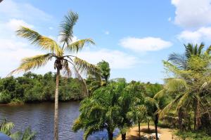 a group of palm trees next to a river at Pousada Recanto do Japa in Nilo Peçanha