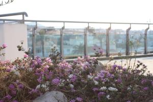 Hotel Rober Palas في البير: مجموعة من الزهور الأرجوانية في الحديقة