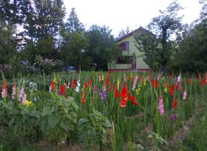 ein Feld bunter Blumen vor einem Haus in der Unterkunft Casa Roatis in Şişeşti
