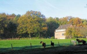 eine Gruppe von Pferden, die auf einem Feld mit einem Haus stehen in der Unterkunft Forsthaus Schöntal in Aachen