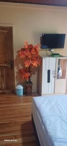 a bedroom with a bed and a plant and a tv at BougenVille in Labu Pumi