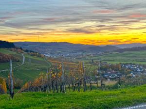 a view of a field with trees on a hill at Ferienhaus Sonnentälchen Weinberg in Konz
