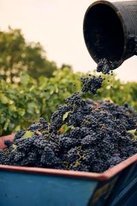 a container of grapes being poured from a bottle at Masseria Pietra e Terra in Carovigno