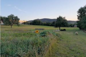a group of animals grazing in a field at Klobucká manufaktura in Valašské Klobouky
