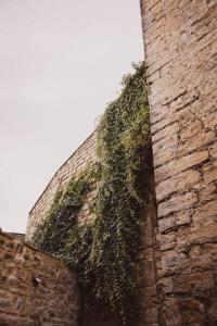 an ivy growing on the side of a brick wall at Boutique Casa de los Pedraza in Baeza +11 photos