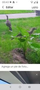 a picture of two birds standing in the grass at Casa Paradiso Salta in Salta
