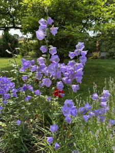 a bunch of purple flowers in a garden at Haus Lutherrose in Neuendettelsau