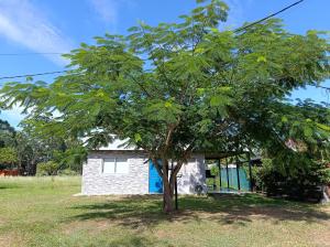 a tree in front of a small house at ITURANCH in Ituzaingó