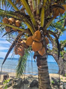 a palm tree on the beach with a bunch of fruit at Bella Villa in Pacific Harbour