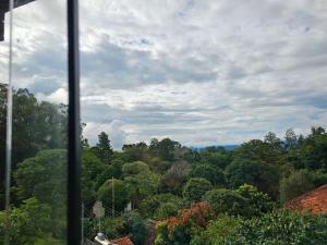 a view of a forest of trees from a window at Hostel Yellow House MG in Itamonte