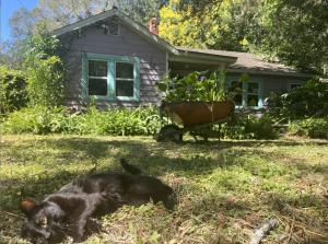 a black cat laying in the grass in front of a house at Creatives Retreat for Artists & Lovers in Gainesville