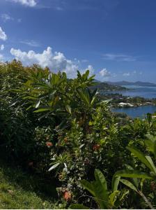 a green bush with a view of the ocean at Vue d'Ô in Taputapuapea