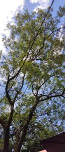 a group of trees with the sky in the background at Loft Cruzeiro in Belo Horizonte