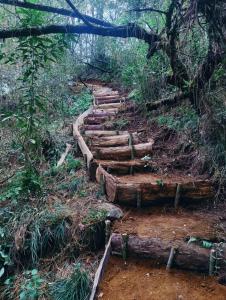 a trail made out of logs in the woods at Cabaña Sendero De Las Luciernagas in Zacatlán