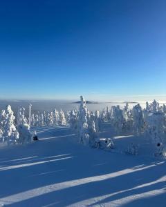 eine Gruppe schneebedeckter Bäume an einem schneebedeckten Hang in der Unterkunft Suomunkutsu 2 in Suomutunturi