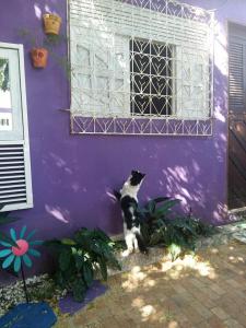 un gato blanco y negro sentado frente a un edificio púrpura en Hostel Margo, en Natal