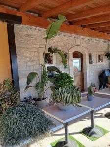 a bunch of plants sitting on tables in a room at Borgo degli Ulivi in Morcone +15 photos