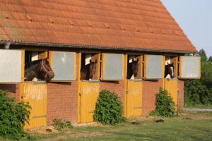 a horse looking out the windows of a building at Pferdehof Ruhnau in Potzlow