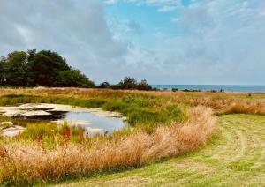 a small pond in a field with grass and the ocean at Wildernest Bornholm - Hjorten in Neksø +10 photos