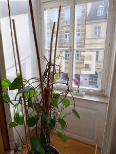 a plant in a vase sitting in front of a window at Einzigartige Studio-Atmosphäre in Bamberg