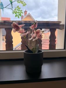 a vase with flowers sitting on a window sill at Appartement jacuzzi et spa étoile Mystérieuse in Belfort