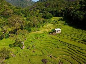 a field with a small house on the side of a hill at Riverston view hostel in Matale