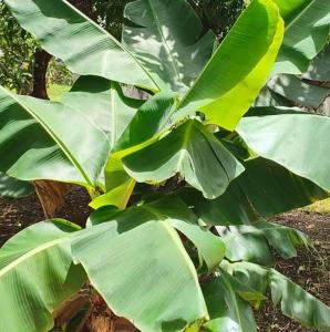 ein grüner Bananenbaum mit großen grünen Blättern in der Unterkunft Cozy Corner in San Fernando