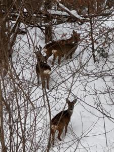 a group of animals standing in the snow at Cabana Dintre Fagi in Poiana Mărului