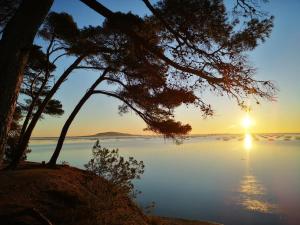 a sunset over a lake with a tree on the shore at la terrasse in Marseillan
