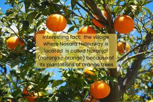an orange tree with a sign hanging from it at Nosara Hideaway 3 - BREAKFAST AVAILABLE & Mountain View Cabins in Nosara