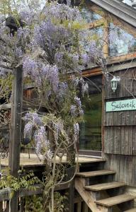 a wisteria tree in front of a building at Gospodarstwo ekoturystyczne ARTYSTYKA in Bystrzyca Kłodzka