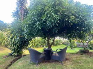 two chairs sitting in front of a tree at Atea Fare Pāmata'i in Faaa