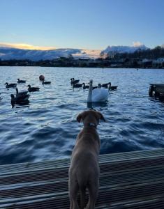 a dog sitting on a dock with ducks in the water at sunset luxury lakeside lodge with hot-tub,3 bedrooms, pet friendly in Tattershall