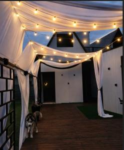 a white tent with lights and a dog under it at Hotel Pousada Chalé Do Rei in Porto Belo