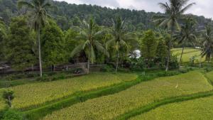 a view of a rice field and palm trees at Livin didesa in Munduk +16 photos